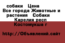 собаки › Цена ­ 2 500 - Все города Животные и растения » Собаки   . Карелия респ.,Костомукша г.